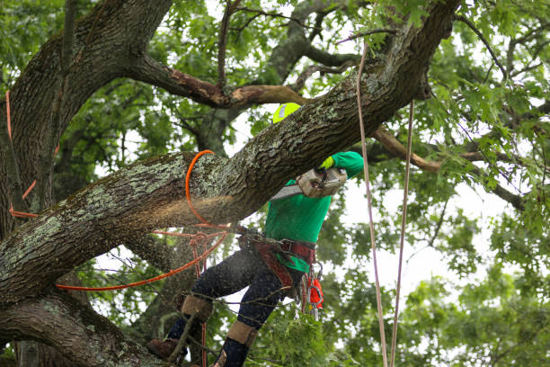 How Our Tree Care Process Works  in  Cleveland, AL